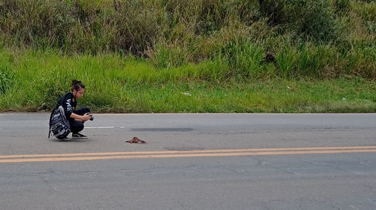 Trecho Alfenas x Elói Mendes possui maior incidência de atropelamento de animais silvestres e domésticos da rodovia MG-491