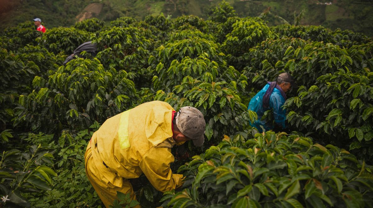 A imagem mostra agricultores trabalhando em uma plantação de café, vestidos com roupas de proteção colhendo o café.