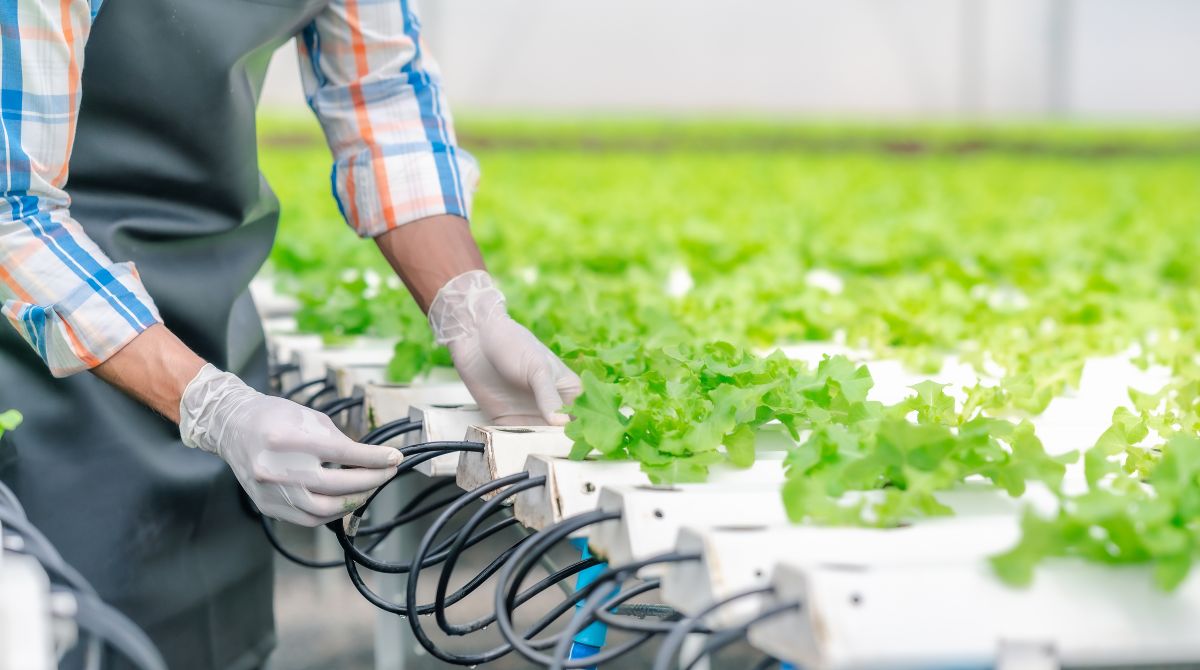 A imagem mostra uma foto de uma pessoa usando luvas plásticas e avental ajustando mangueiras conectadas a um sistema de cultivo hidropônico, onde várias mudas de alface estão crescendo em um ambiente controlado.