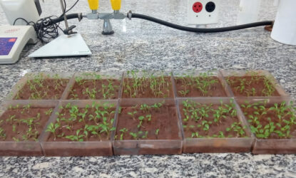 A imagem mostra bandejas de plástico transparente contendo diversas mudas verdes de alface em fase inicial de crescimento, plantadas em um substrato marrom. Elas estão organizadas sobre uma bancada de laboratório com superfície de granito.