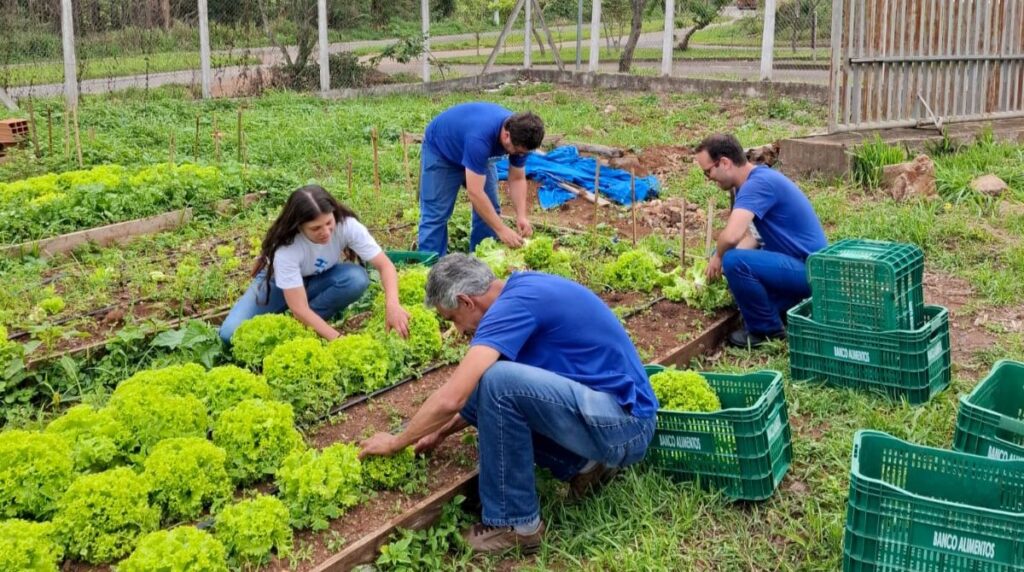 Integrantes do projeto Cultiva UNIFAL-MG realizam colheita e doação de alfaces no campus Poços de Caldas