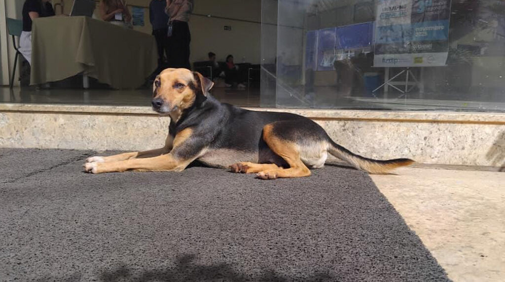 UNIFAL-MG transforma cuidado com animais comunitários em política institucional e fortalece ações para convivência segura nos campi