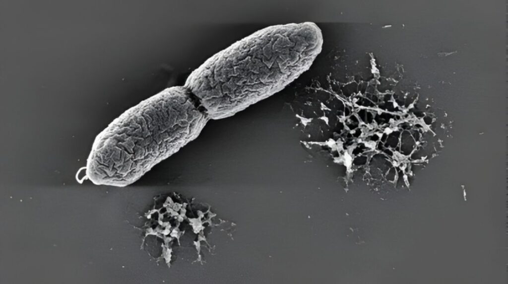 Nanotecnologia com vírus encapsulados amplia eficácia no combate à superbactéria associada a infecções hospitalares