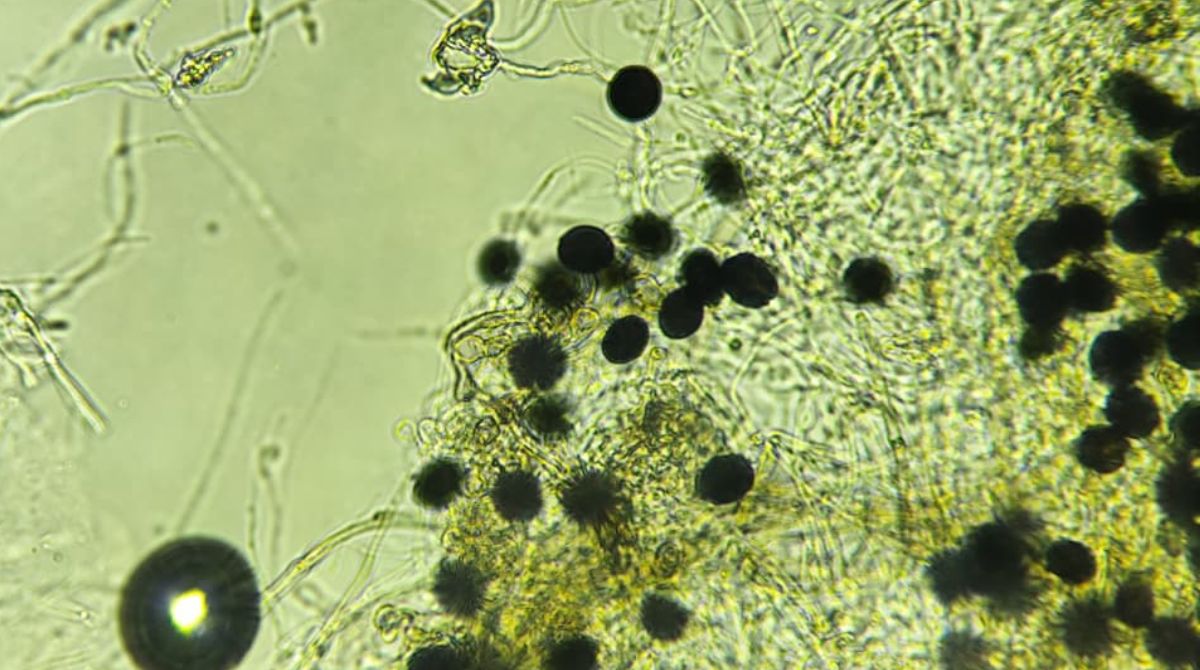 Levantamento aponta potencial de fungos encontrados em plantas de café para agricultura e produção de compostos